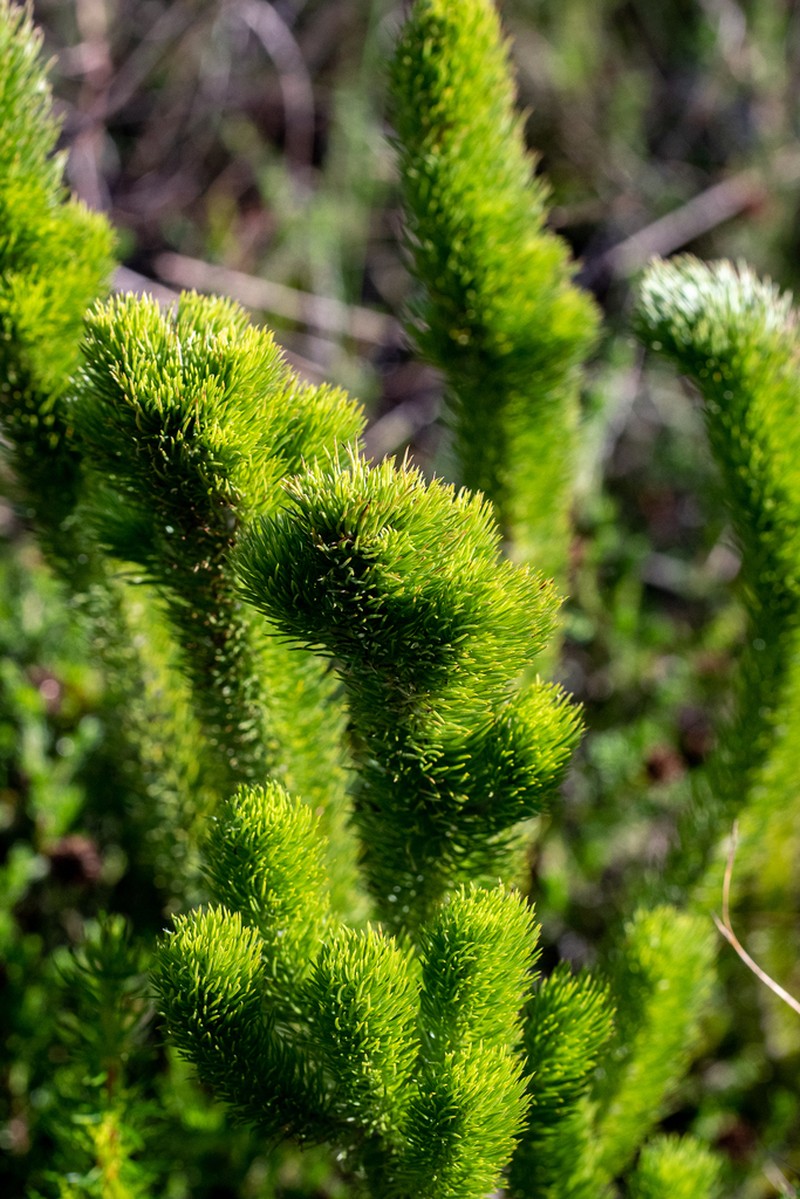 Aspalathus incurvifolia
