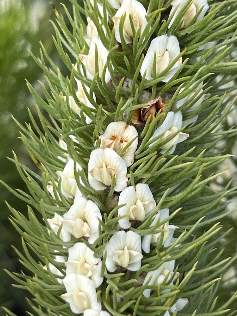 Aspalathus incurvifolia photo 2