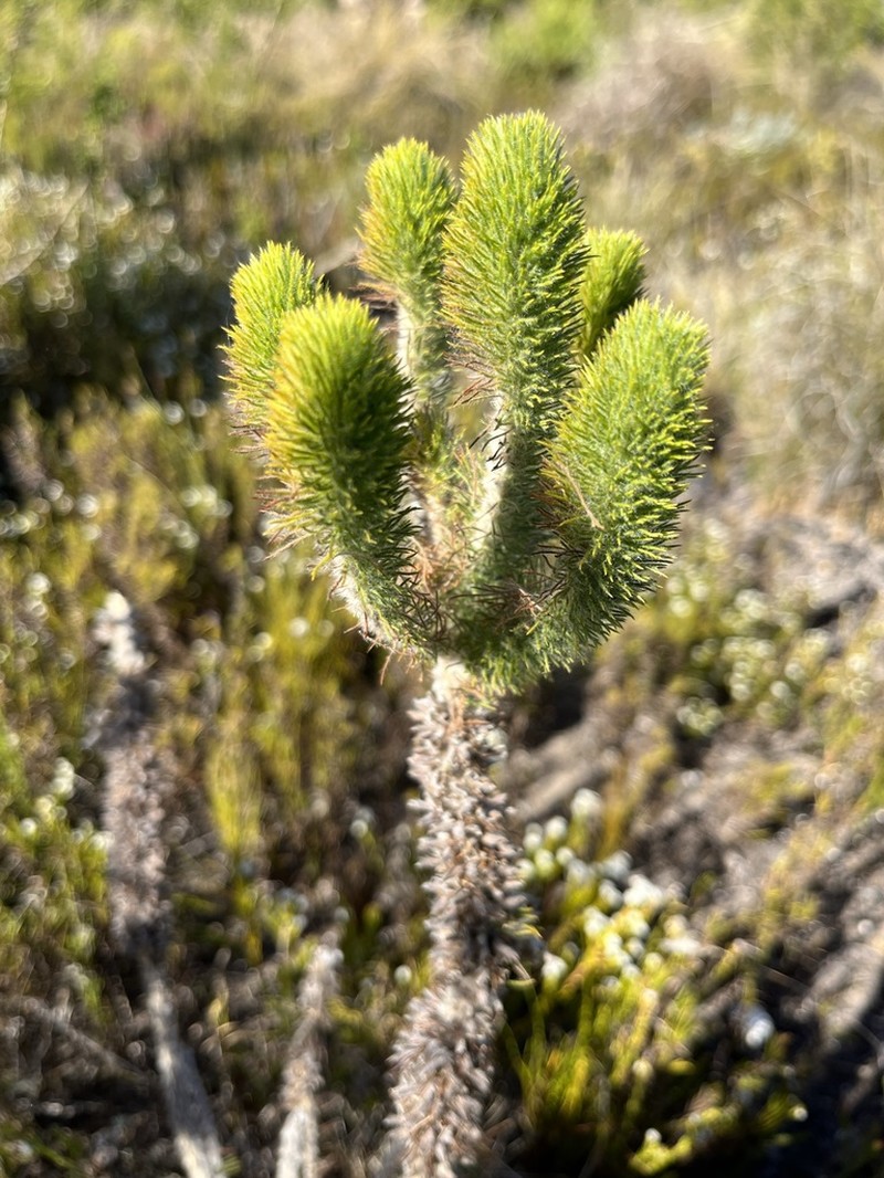 Aspalathus incurvifolia photo 3