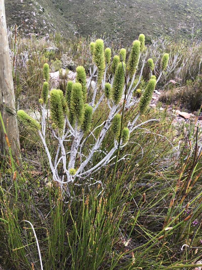 Aspalathus incurvifolia photo 4