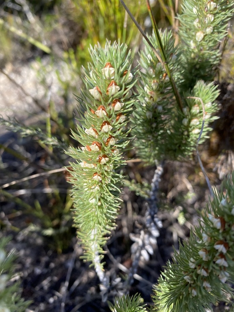 Aspalathus incurvifolia photo 5