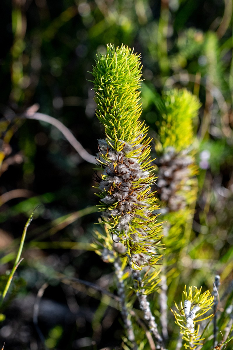 Aspalathus incurvifolia photo 7