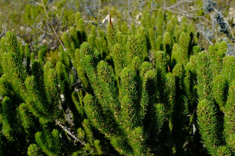 Aspalathus incurvifolia photo 8