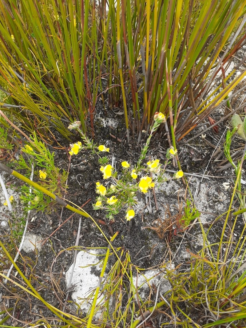 Aspalathus inops photo 2