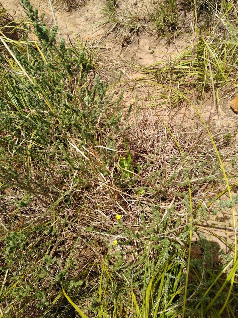 Aspalathus intermedia photo 6