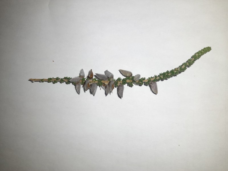 Aspalathus intermedia photo 8