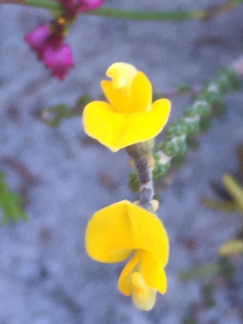 Aspalathus intervallaris photo 2