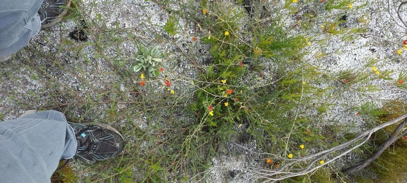 Aspalathus intervallaris photo 4