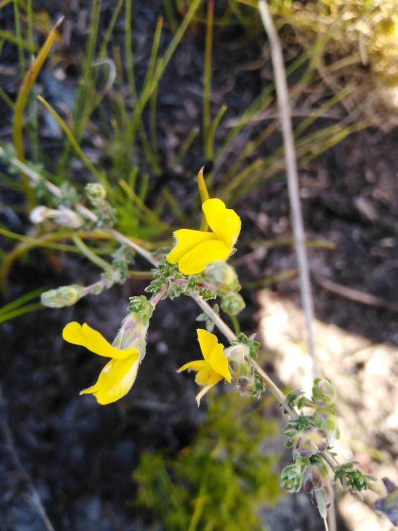 Aspalathus intervallaris photo 8