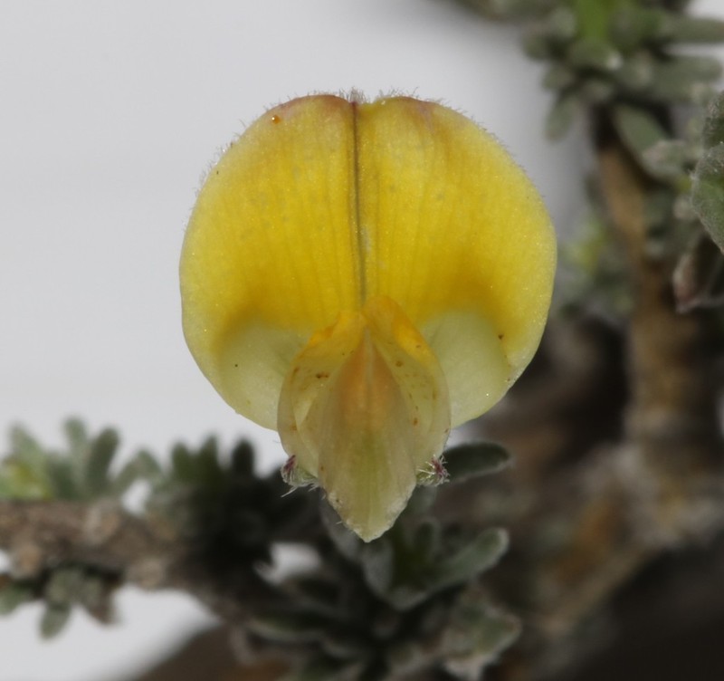 Aspalathus intricata