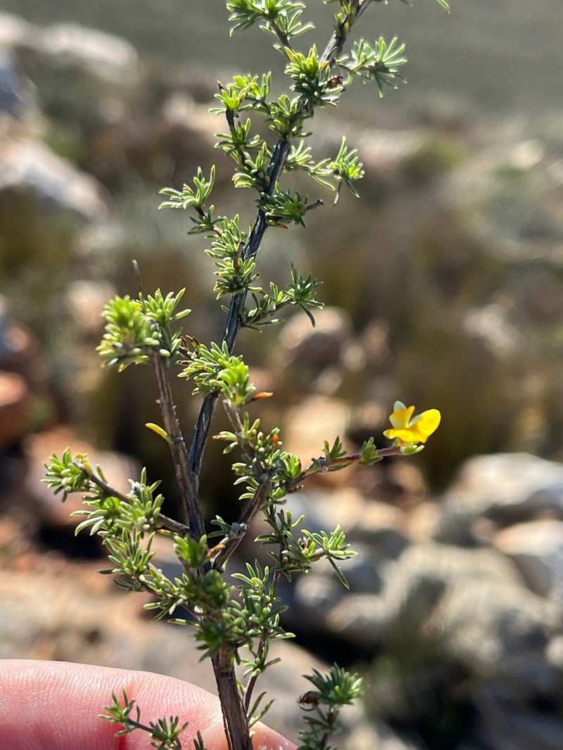 Aspalathus intricata photo 2