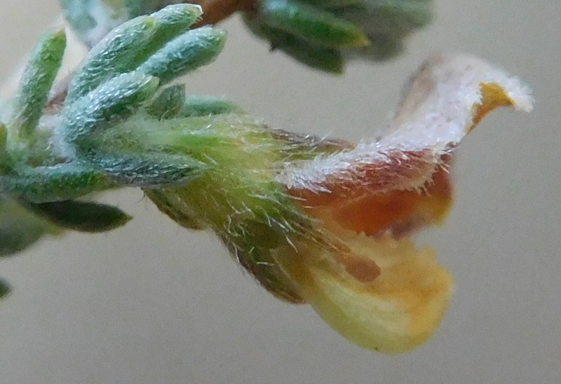 Aspalathus intricata photo 3