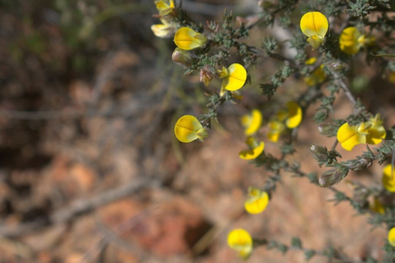 Aspalathus intricata photo 4