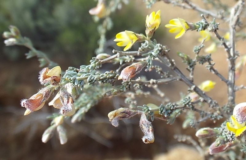 Aspalathus intricata photo 6