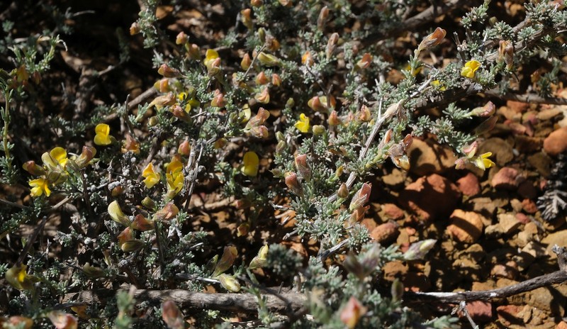Aspalathus intricata photo 8