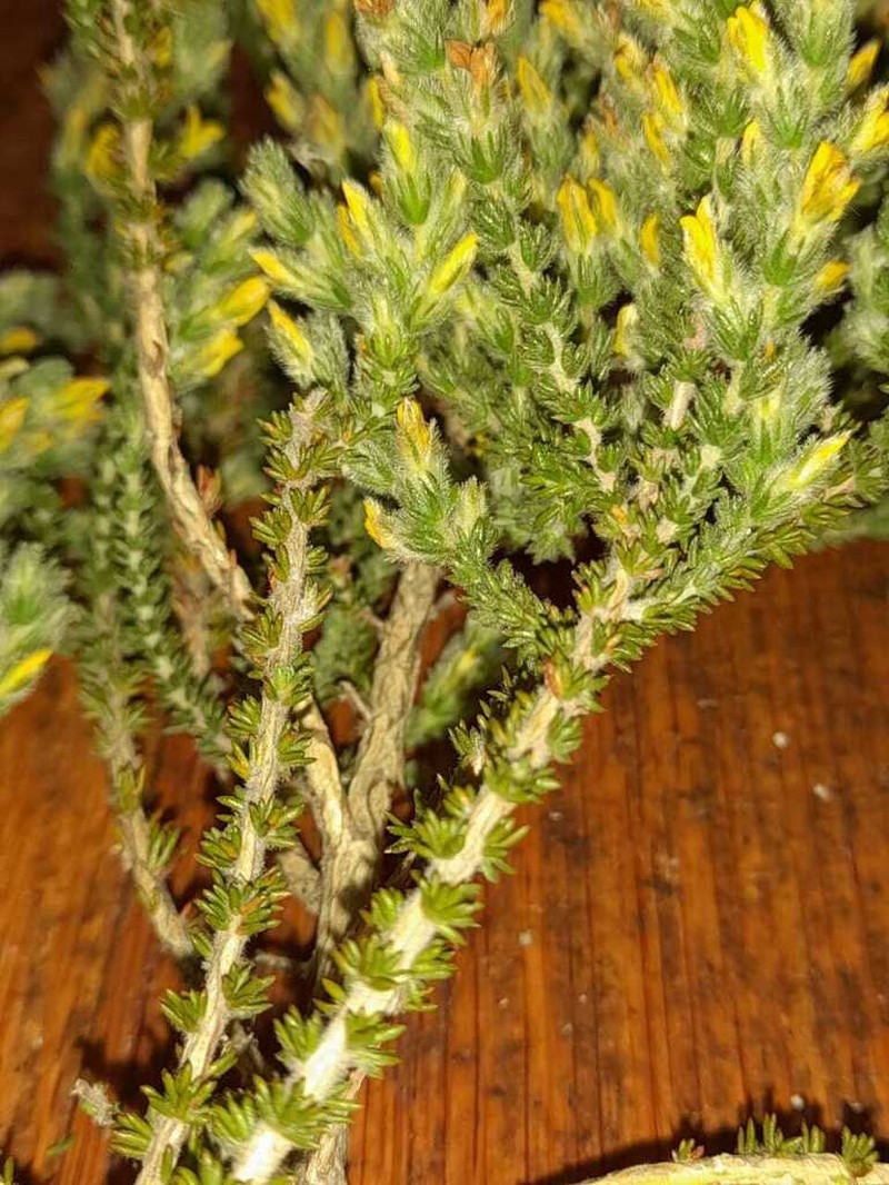 Aspalathus isolata photo 2