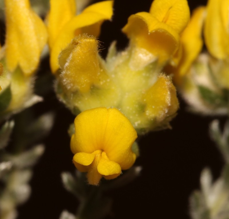 Aspalathus jardinii