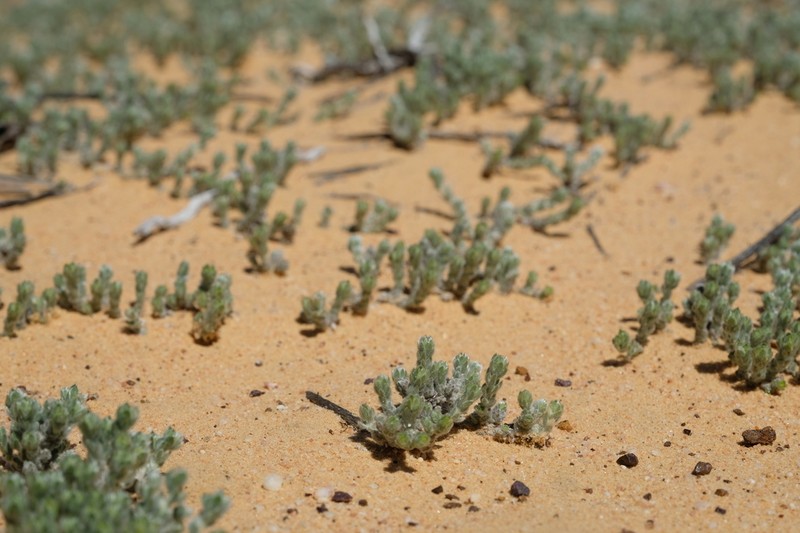 Aspalathus jardinii photo 2