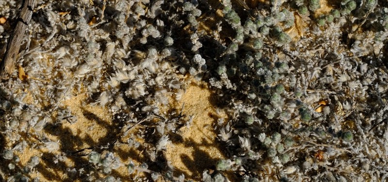 Aspalathus jardinii photo 3
