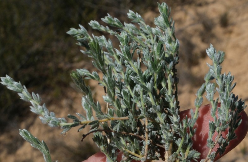 Aspalathus jardinii photo 4