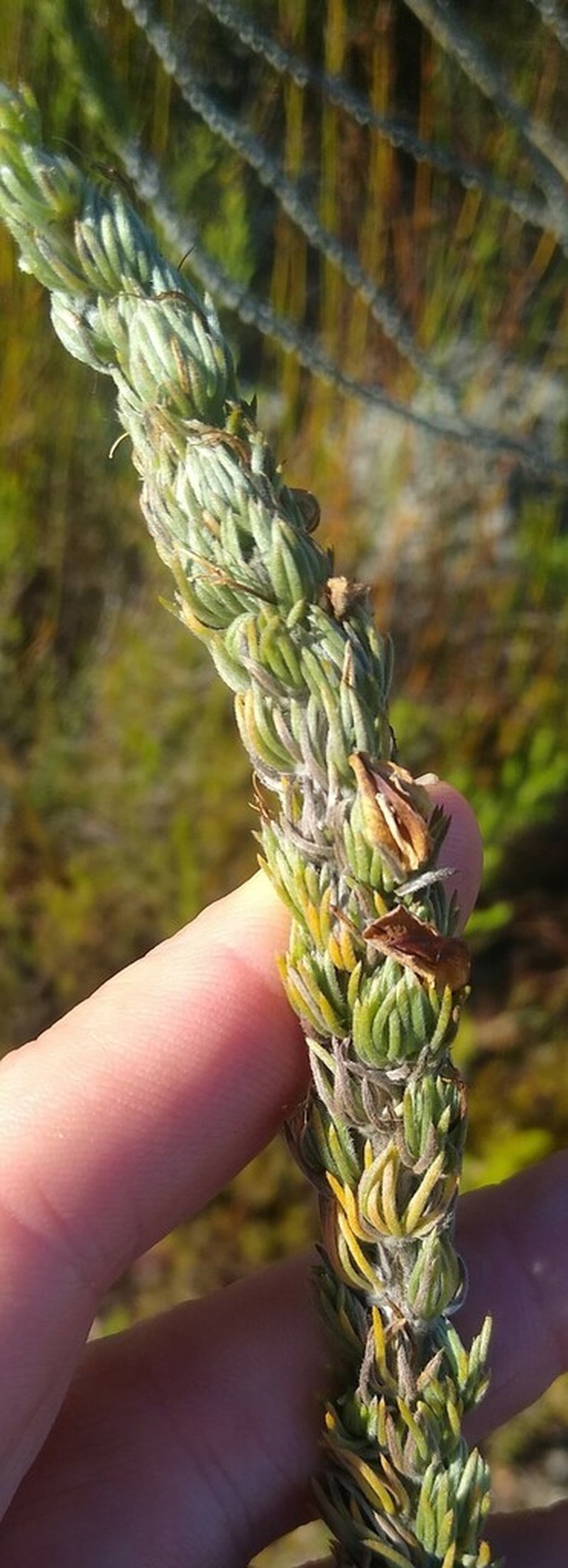 Aspalathus joubertiana photo 4