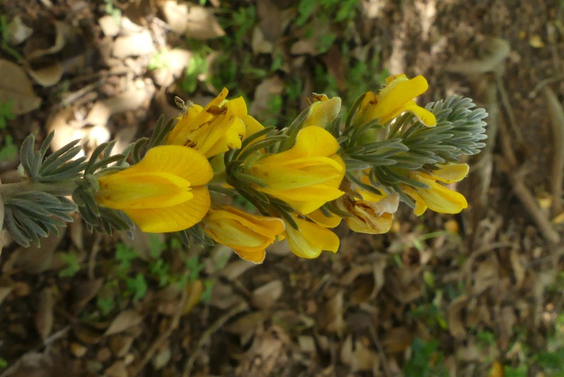 Aspalathus joubertiana photo 5