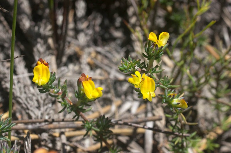 Aspalathus juniperina