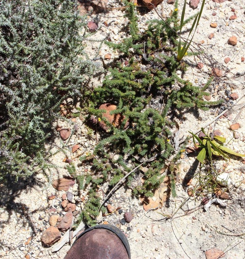 Aspalathus juniperina photo 2