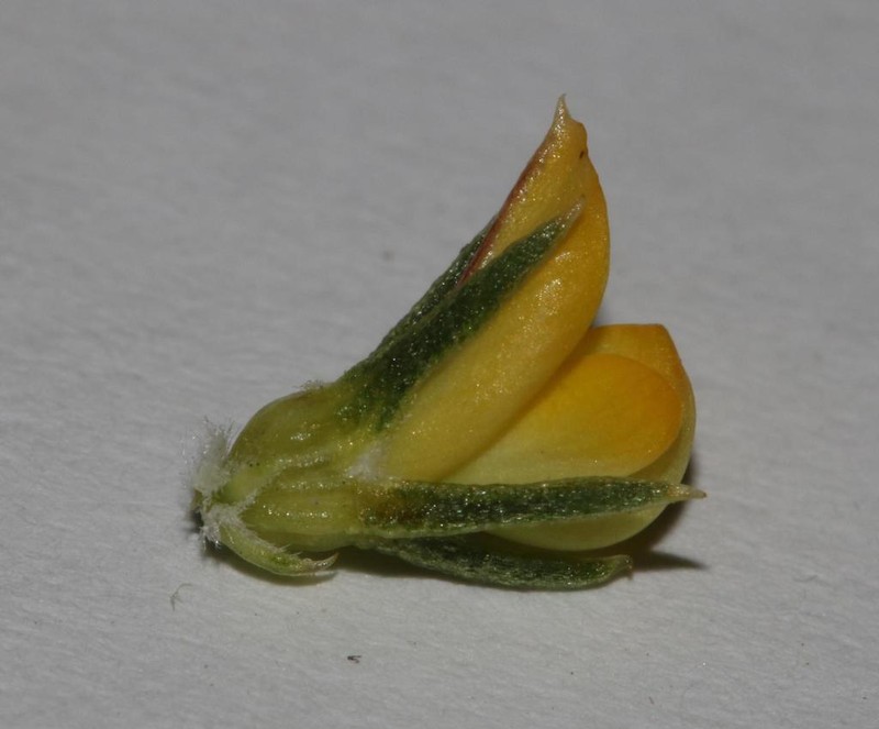 Aspalathus juniperina photo 3