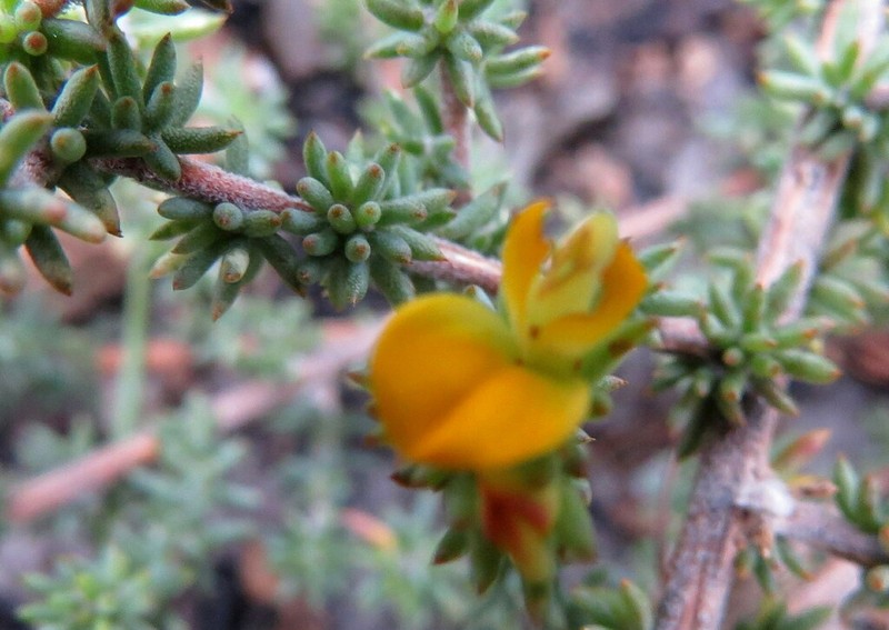 Aspalathus juniperina photo 4