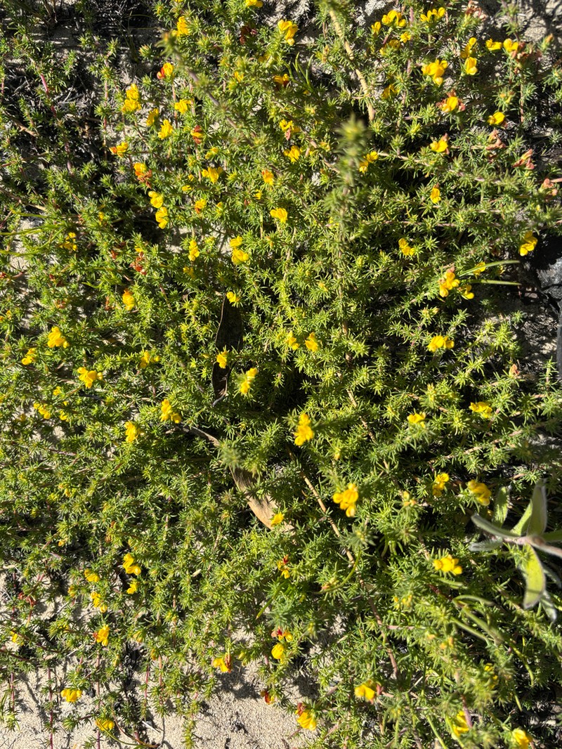 Aspalathus juniperina photo 5