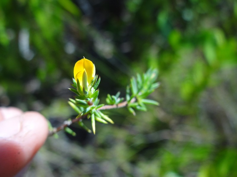 Aspalathus juniperina photo 6