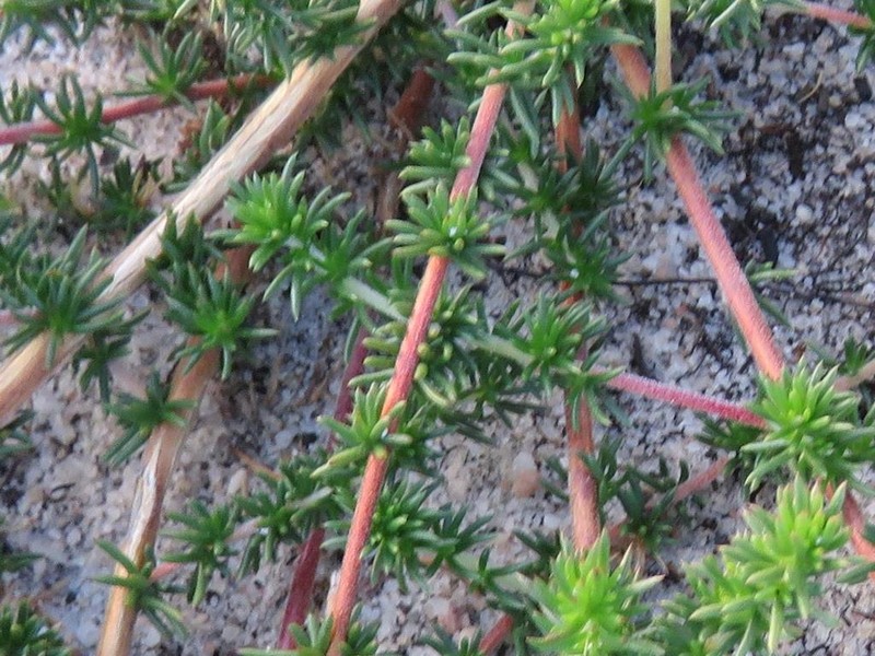 Aspalathus juniperina photo 8