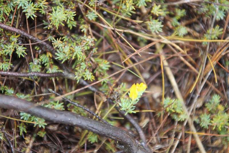Aspalathus juniperina subsp. juniperina
