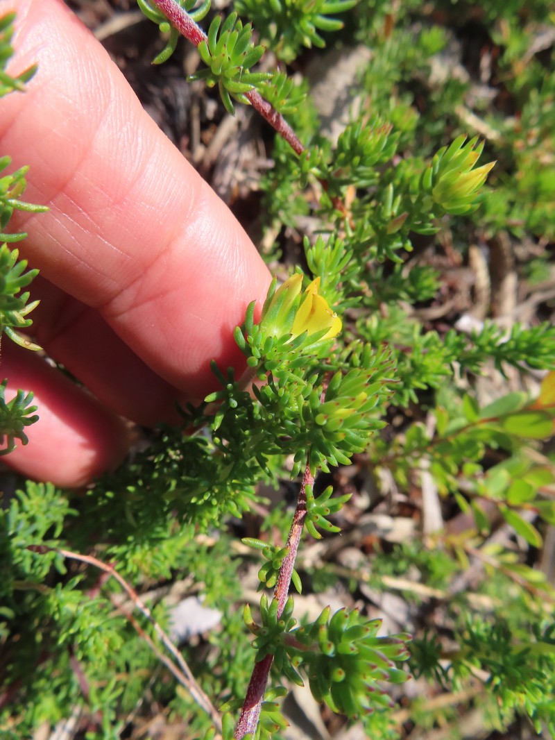 Aspalathus juniperina subsp. juniperina photo 2