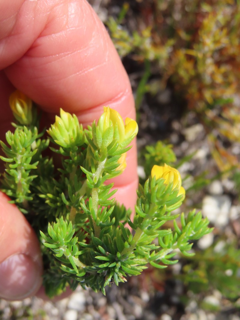 Aspalathus juniperina subsp. juniperina photo 3