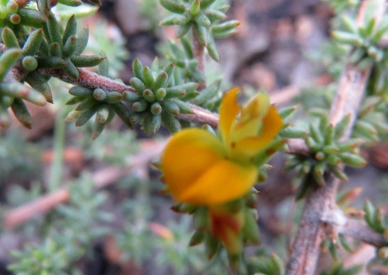 Aspalathus juniperina subsp. juniperina photo 4