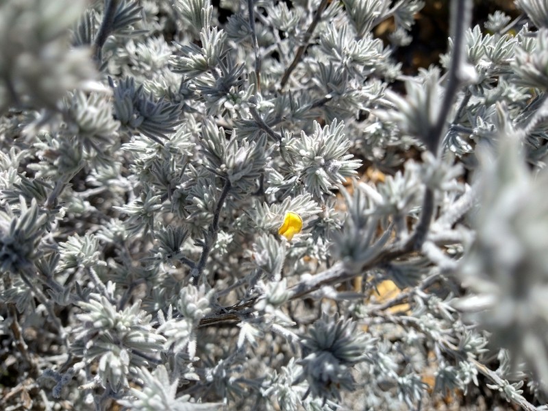 Aspalathus karrooensis