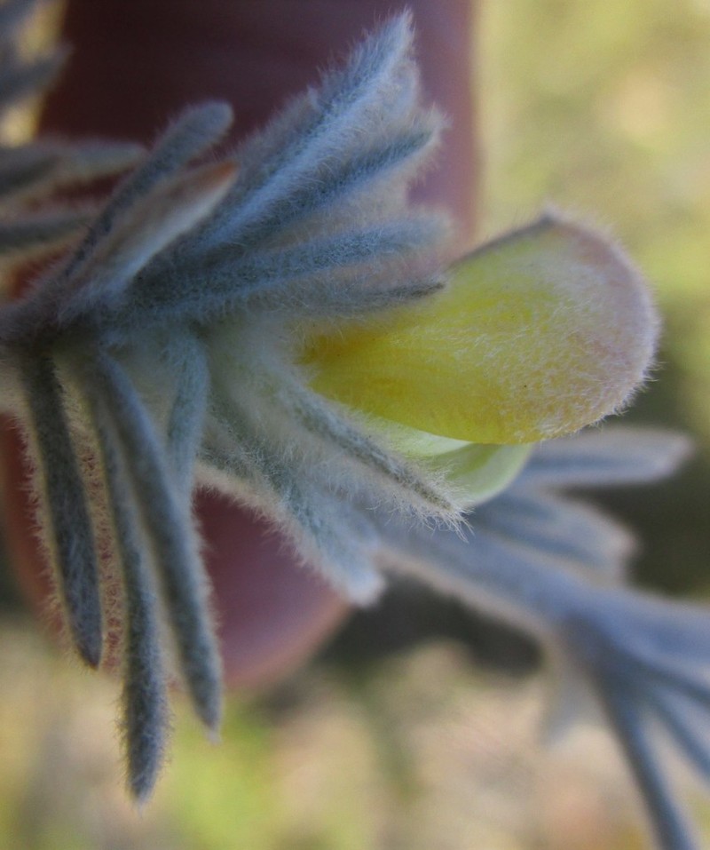 Aspalathus karrooensis photo 2