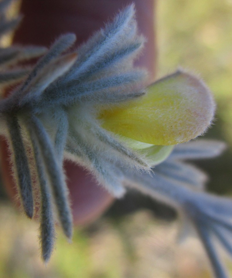Aspalathus karrooensis photo 6