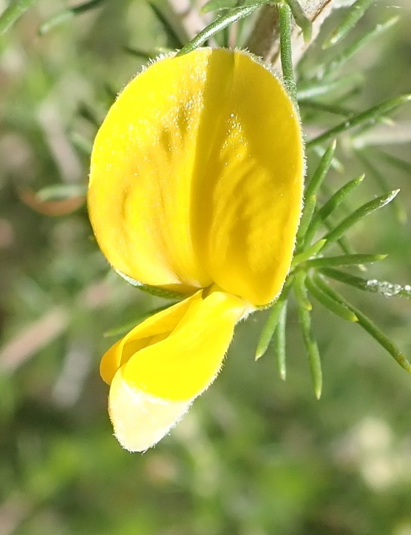 Aspalathus kougaensis photo 3