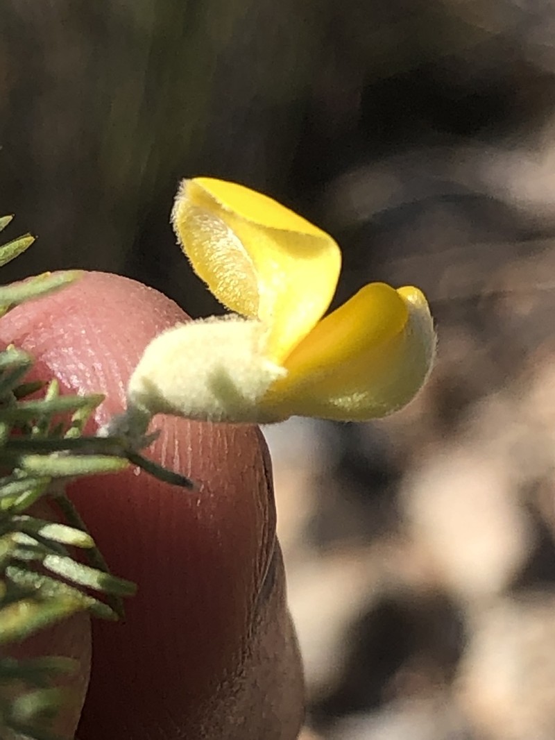Aspalathus kougaensis photo 4