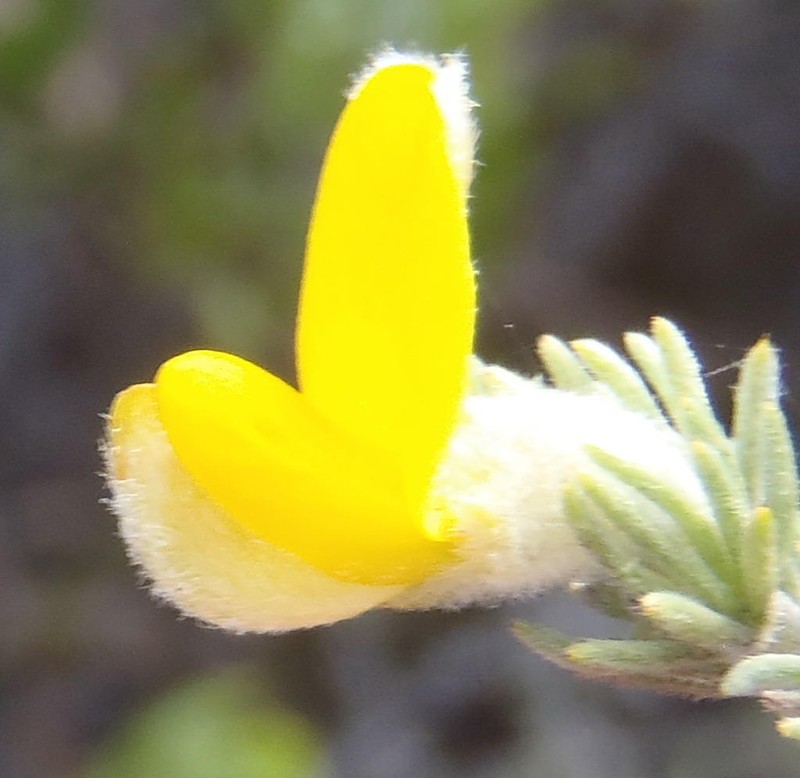 Aspalathus kougaensis photo 5