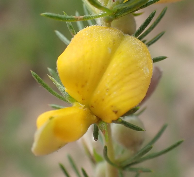 Aspalathus kougaensis photo 7