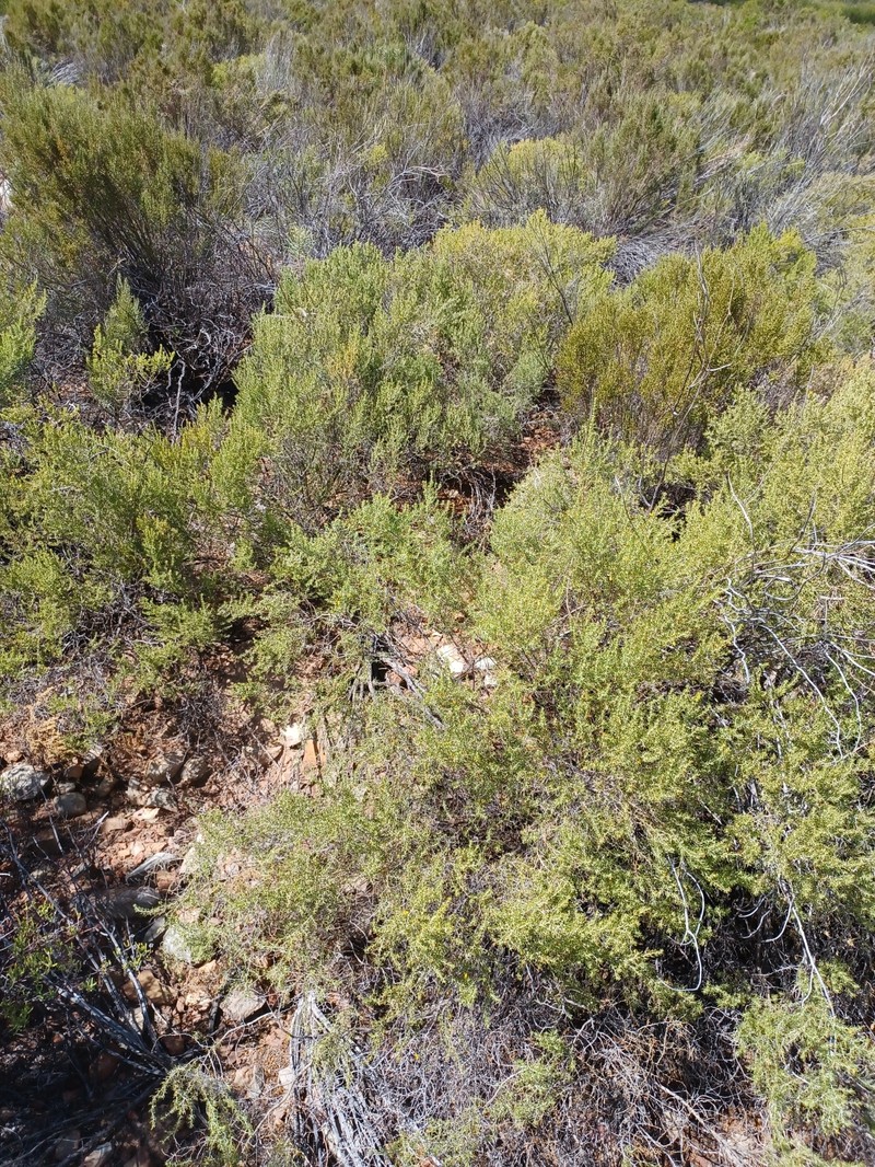 Aspalathus lactea subsp. lactea
