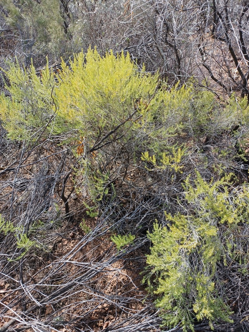 Aspalathus lactea subsp. lactea photo 2