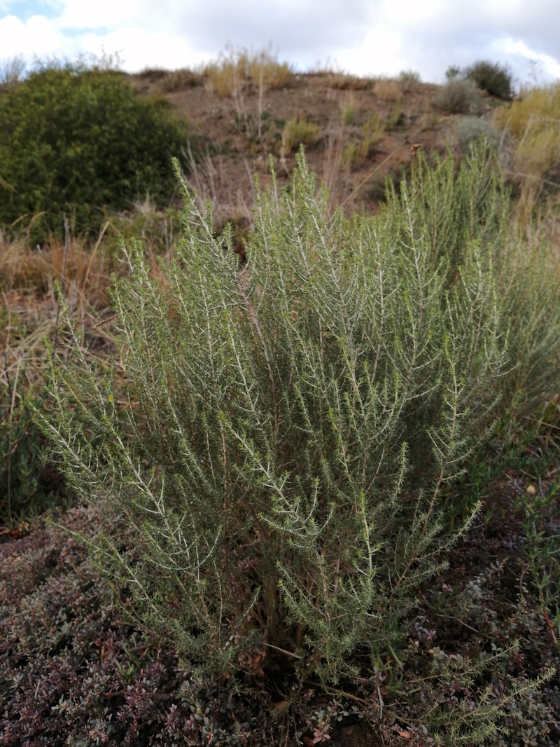 Aspalathus lactea subsp. lactea photo 3