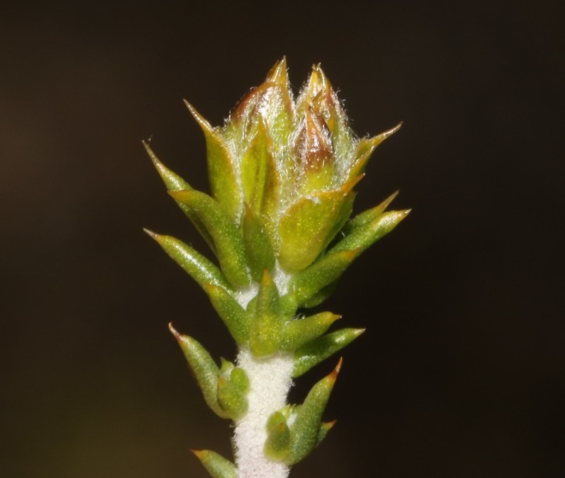 Aspalathus laeta