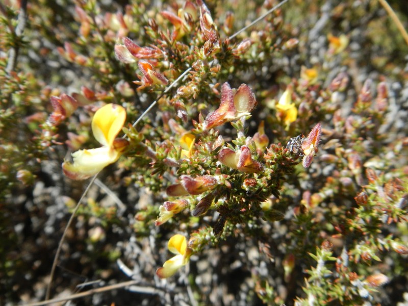 Aspalathus laeta photo 3