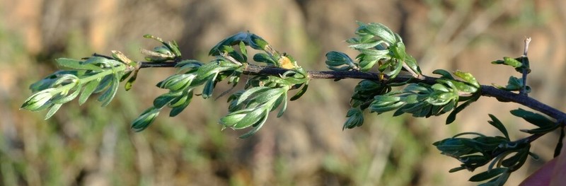 Aspalathus lanata